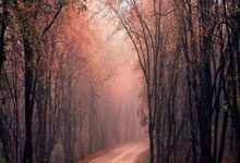 爱尔兰女足实力出众,展现竞技潜力